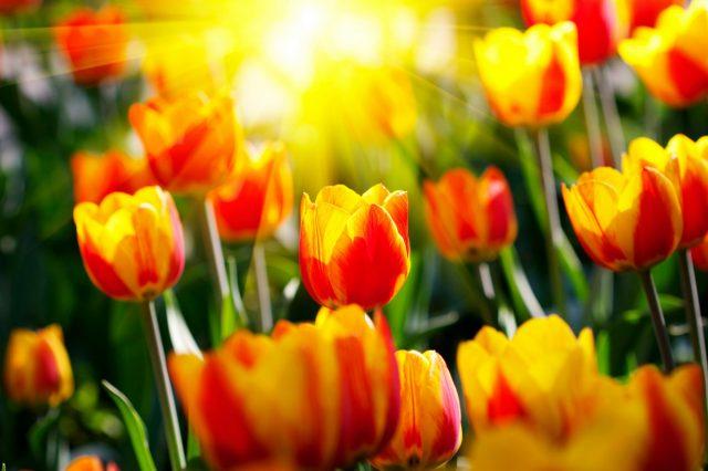 Hoa Tulip trang trí chụp ảnh (Nhiều màu) - Nai Decor